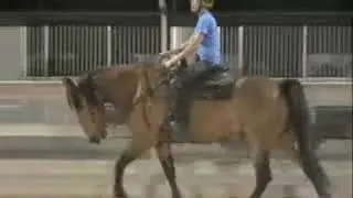 Missouri Fox Trotter for Sale