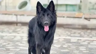 Black German shepherd female . GsdIndian kennel. #gsdindian #germanshepherd 