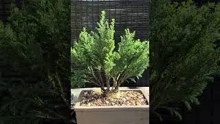 Pt 2 MAME EUROPEAN CYPRESS FOREST PLANTING 12/17/25