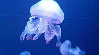 Beautiful jellyfish swimming into ocean 🐙🦑