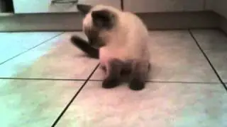 BKH Kitten Dame Daynia vom Kleinen Juwel