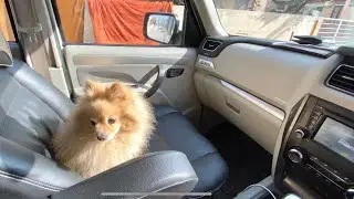 Driving My Scorpio with Rio ❤️🐩 || Raw sound of Scorpio 😍🔥🤤