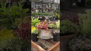 Hardy and Low Water Sedum! The perfect plant for creating vibrant pot ups! #sedum #succulents