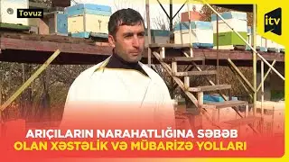 Tropi gənəsi: arıçıların narahatlığına səbəb olan xəstəlik və mübarizə yolları