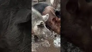 Этот выпуск выходит в среду!! #caughthog #boarhog #boar #nuisancewildlife #hogs #hogtrap #wildlife