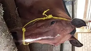 Horse Shoeing M. is live! Polo club Islamabad 