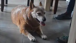 petite s&eacute;ance de massage canin :)