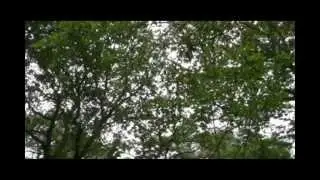 Bird song in an English woodland