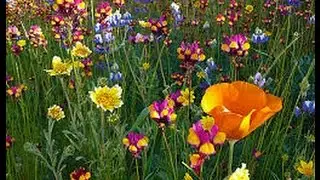Lost in the Wildflowers: Wet N Wild Summer 2016