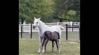 Farm gathering! 🐴 #horse #foal #farm #viral #fyp #youtubeshorts 