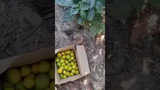orange plucking #trending #ytshorts #orange #orangtree #pluckingOranges