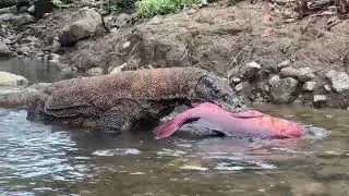 Hunting Underwater Komodo Dragons Catch Live Red Snapper 🔥