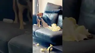 Dog can destroy everything🤣🤯🐶🤬#foryou #usa🇺🇸 #fypシ #funnymoments #funnyvideos #dog #destroy