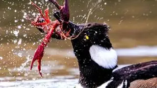 Hungry duck wrestles with a bright red crayfish after catching it in its beak
