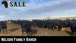 NELSON FAMILY RANCH BLK STRS JAN 2026 VIDEO SALE