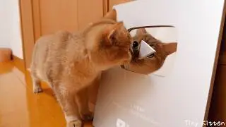 The cat curiously gazing at itself on the silver shield is cute...