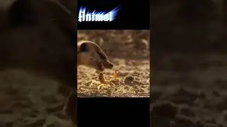 Fight for food.