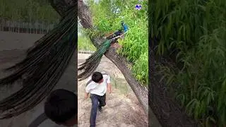 Rare Peacock Nest in the Forest | Hidden Beauty of Nature #peacock #birds #vibrantbirds