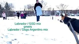 Labrador - GSD mix greets Labrador - Dogo Argentino mix : Friendly Dog Encounter