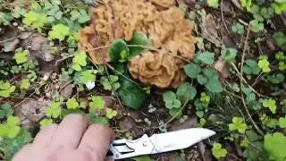 Поход за сморчками (строчками) 2020.