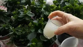 🍃Kalanşo Kış Bakımı🍃✔Kalanşo Coşturan Kür ile✔çiçeği nasıl Uzun Süre kalıcı olur✔