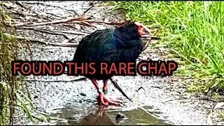 I met this rare New Zealand Bird