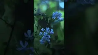 rain weather best slow motion video