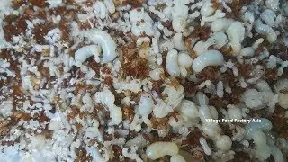 Village Food Factory Asia: Catch The Red End In Countryside