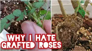 WHY I HATE GRAFTED ROSES 🌹 and prefer OWN ROOT that perform better, no unwanted suckers