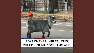 Monkey Business