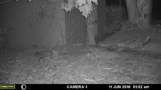Fox trapping