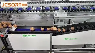 JC SORT Coconut Weight Grading Machine