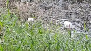 Ibises Both Young and Old