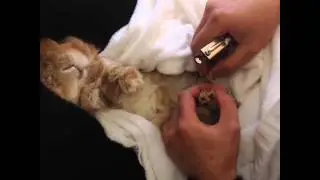 Periodic medical examination of Rintaro　rabbit so cute!!うさぎ歯きり爪切り耳掃除