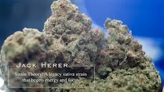 Jack Herer | Strain Theory