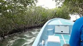 Running out of the mangrove maze - Punta Allen, Mexico 