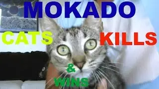 MOKADO Cats Kills & Wins H1Z1