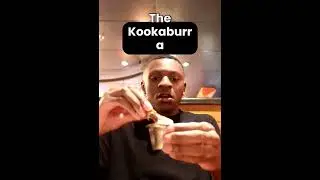 Attempting Outback's Tasty Kookaburra Chicken Wings 🍗🐔 #outbacksteakhouse #chickenwings #foodreview