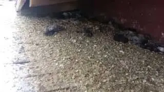 Utah Pigeon Control by Extermiman