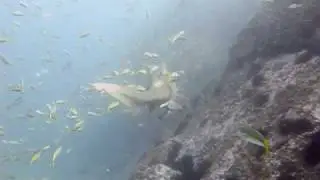 Grey Nurse Shark - Carcharias taurus