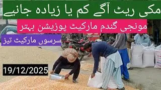 Makki munji gandam price today| till Sarso bajra| ghalla mandi rate today