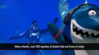 Battle of the Baby Shark Challenge - SEA LIFE Melbourne vs SEA LIFE Sydney