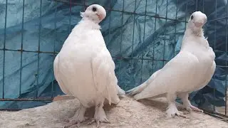 بسم الله الرحمن الرحيم  للبيع مجموعه حمام كشك وشقلباز 01097711548