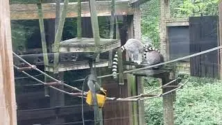 Lemur Walkthrough