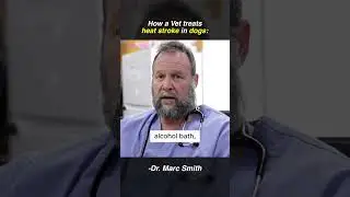 How a Vet Treats a Dog with Heat Stroke | Marc Smith, DVM, MS