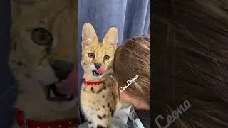 Leona & littele kid❤️ Serval cat meoww #serval #cat #savannahcat