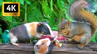 Cat TV for Cats to Watch 😺 Cute Birds Chipmunks and Squirrels 4K Cat Games 12 Hours
