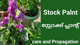 സ്റ്റോക്ക് പ്ലാൻ്റ്|| Stock plant || Care and Propagation || Indoor Greens and Glows ||