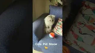 Cute  pet  Cat  meow  Kiki 🐈#shorts #viral #ytshorts #trending