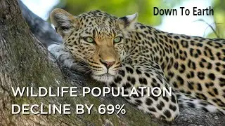 Living Planet Report 2022: Wildlife populations decline by 69% in 50 years